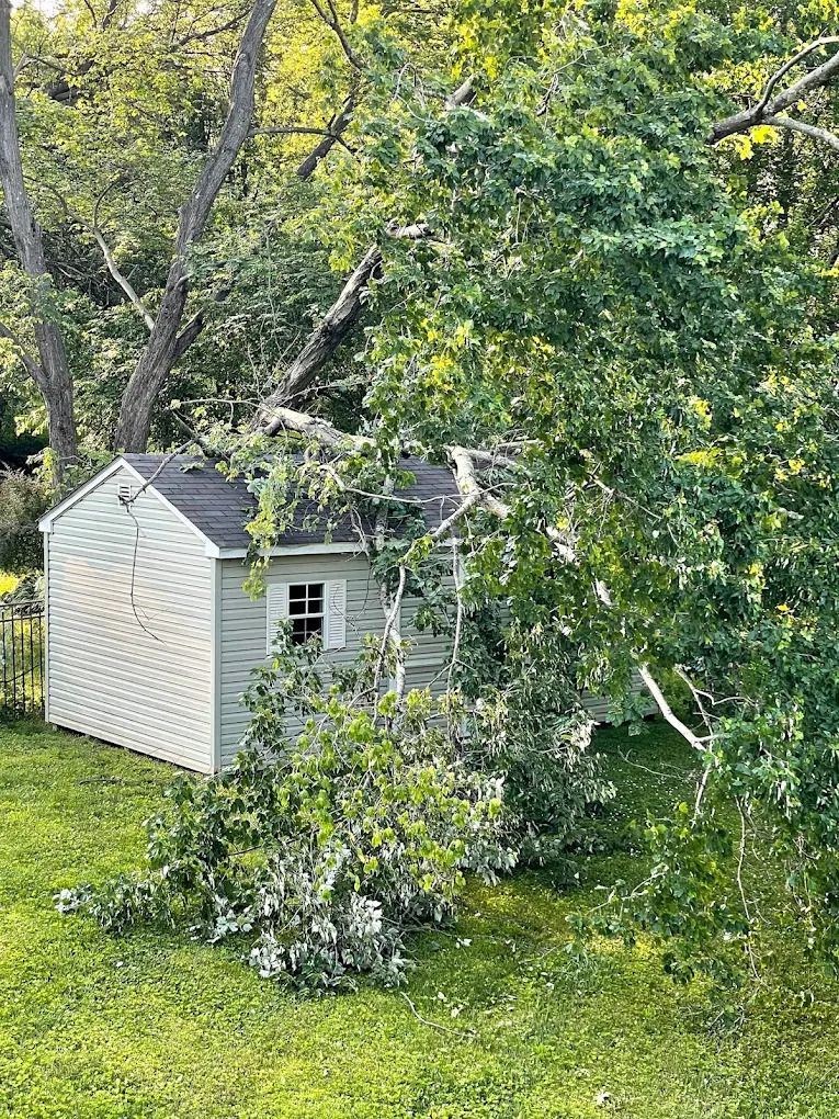 Small white shed partially hidden by dense green trees in a grassy yard