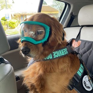 Brown dog wearing teal goggles and a harness sits in the back seat of a car.