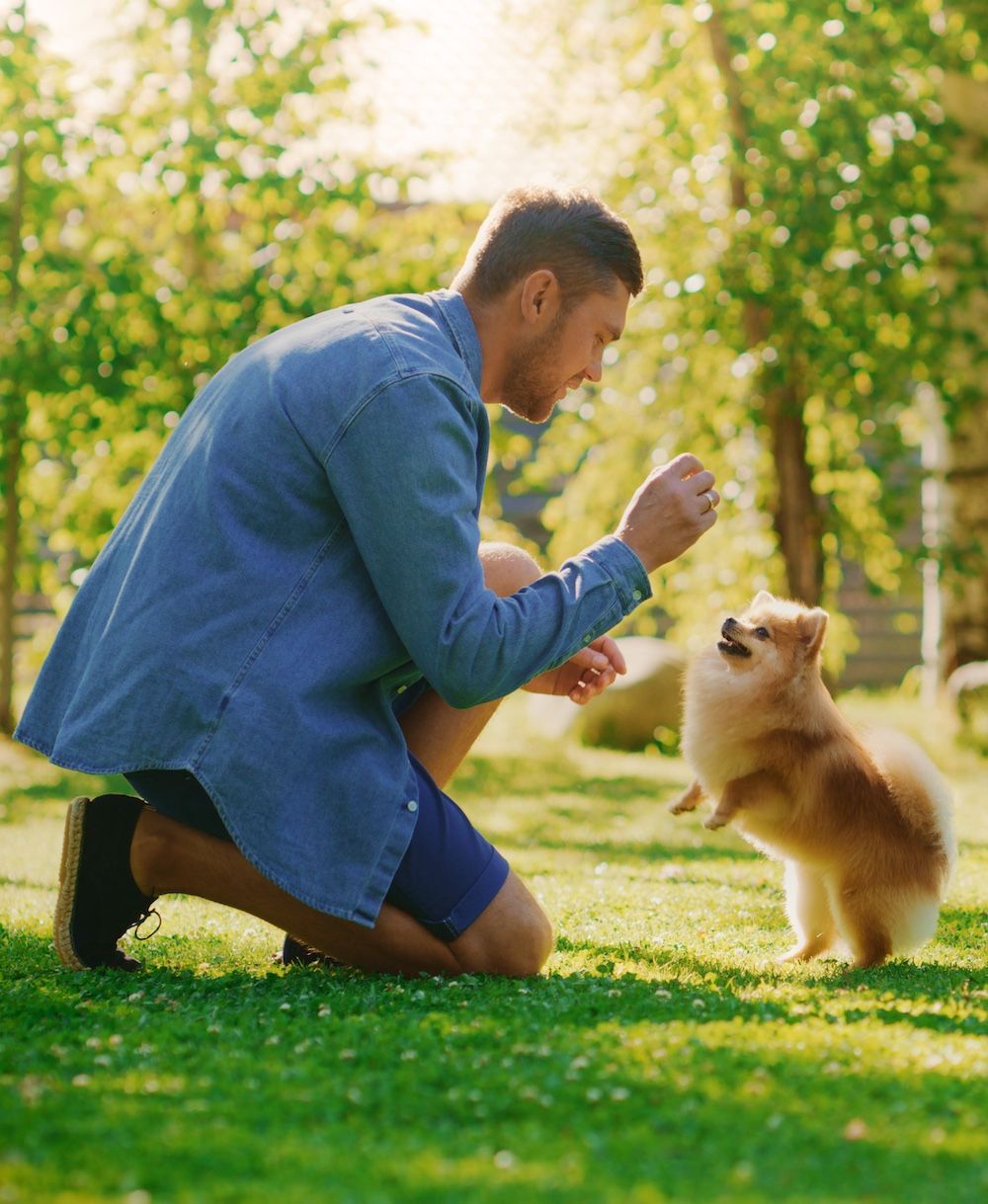 Pawsitive and Fun Basic Obedience