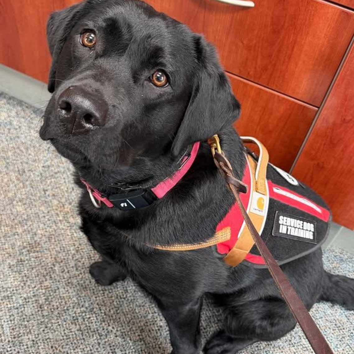Black lab wearing a red service vest sits on a carpeted floor, looking up attentively.