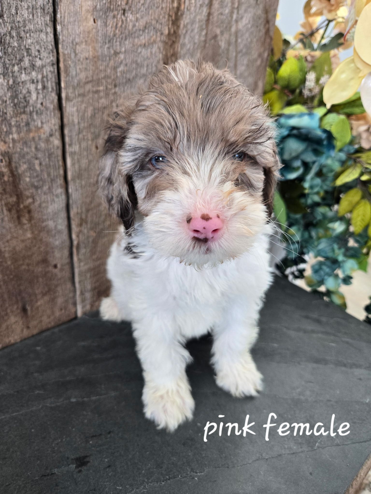 Small brown-and-white puppy with pink nose, sitting on a fluffy white blanket