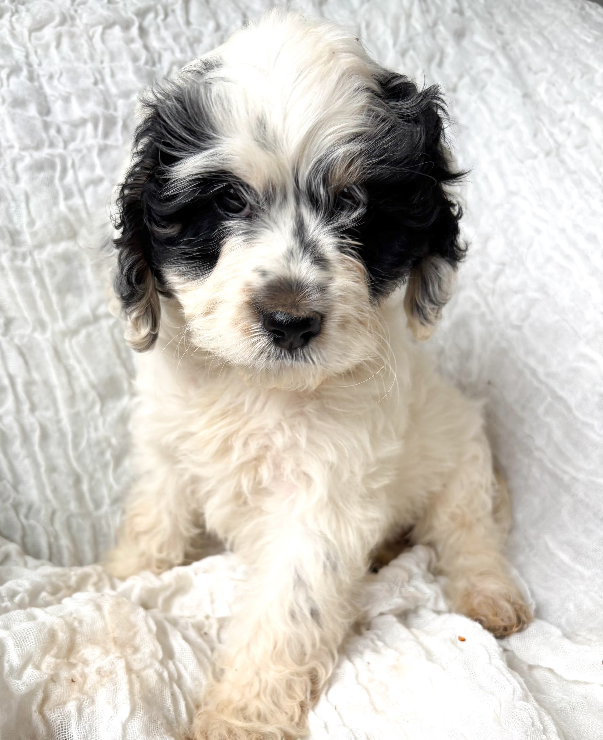 Small fluffy black-and-white puppy sitting on a white blanket, looking at the camera.