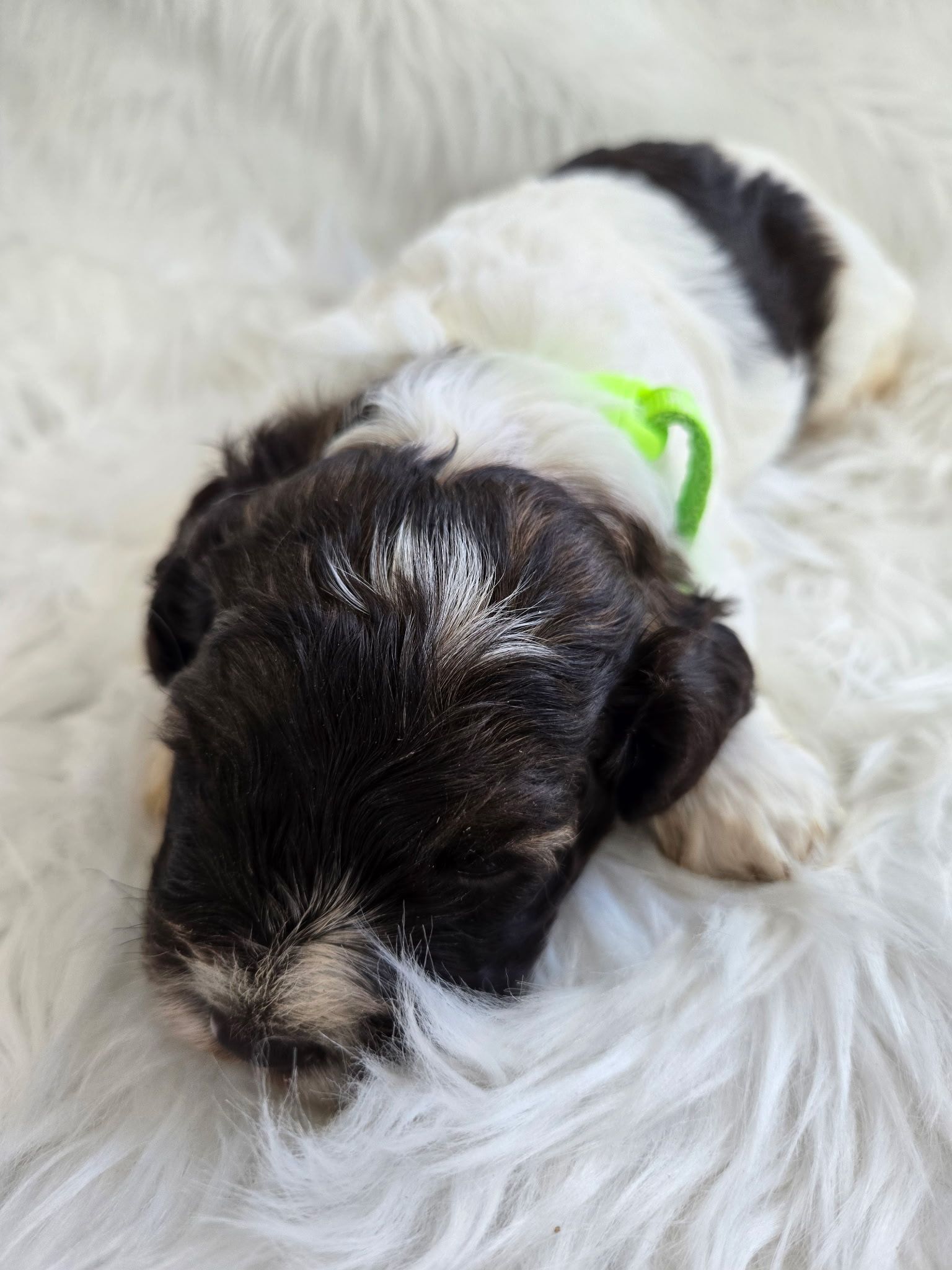 Small black-and-white puppy sleeping on a fluffy white blanket, wearing a bright green collar