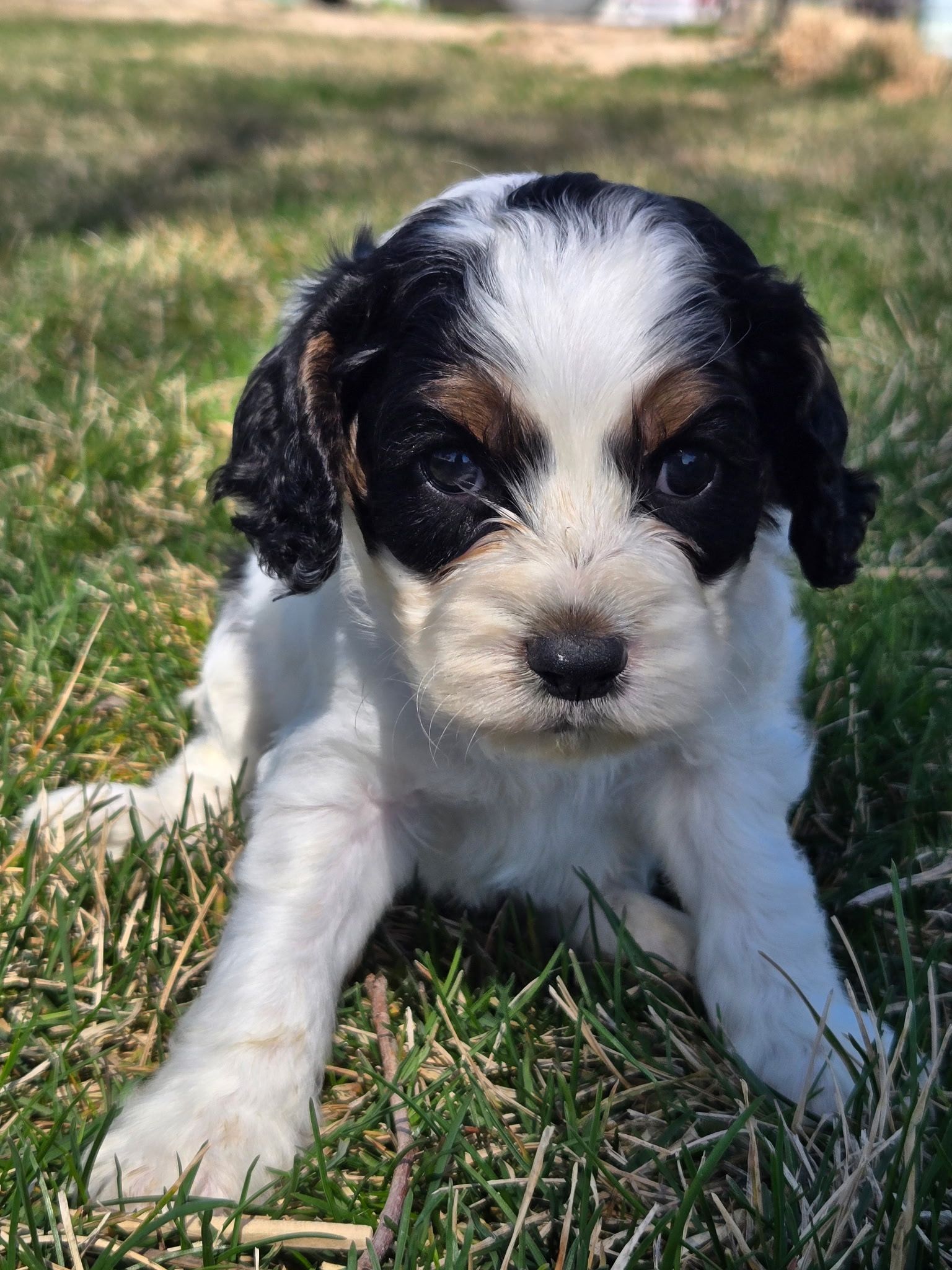 Black-and-white puppy lying on grass outdoors, looking at the camera