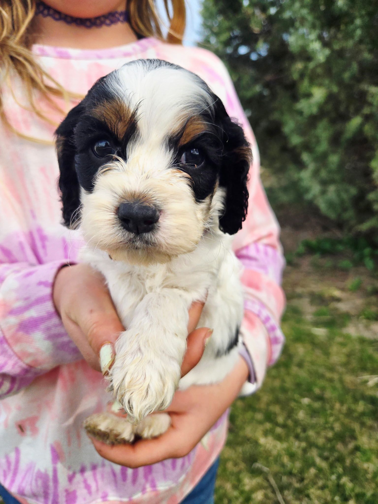 Black-and-white puppy being held in a child's hands, with a pink shirt in the background.