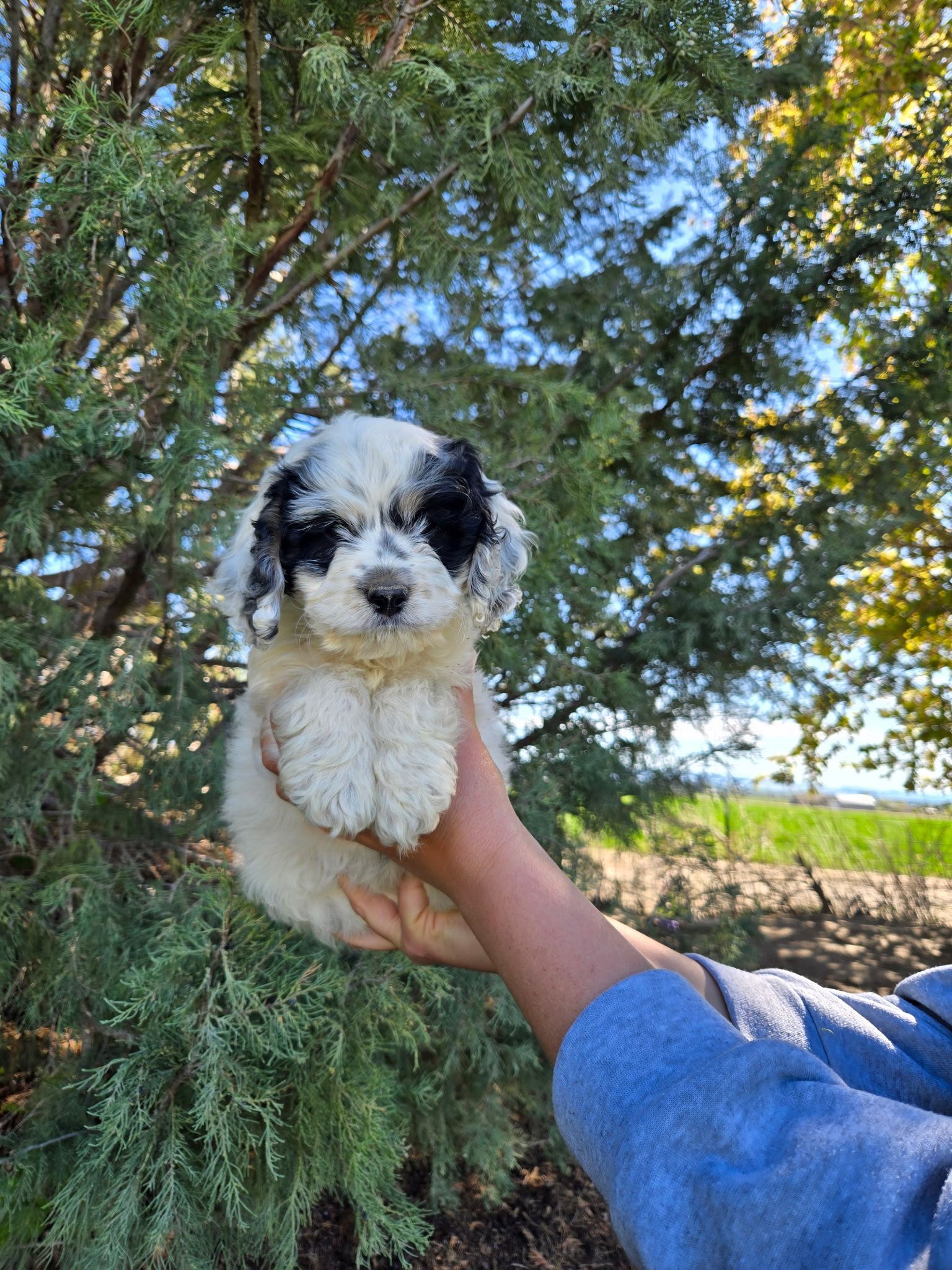 Small black-and-white puppy being held in a hand outdoors under a tree