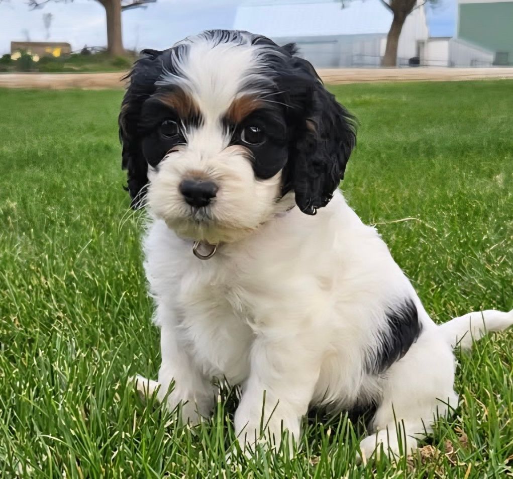 Black-and-white puppy sitting on green grass outdoors, facing the camera.