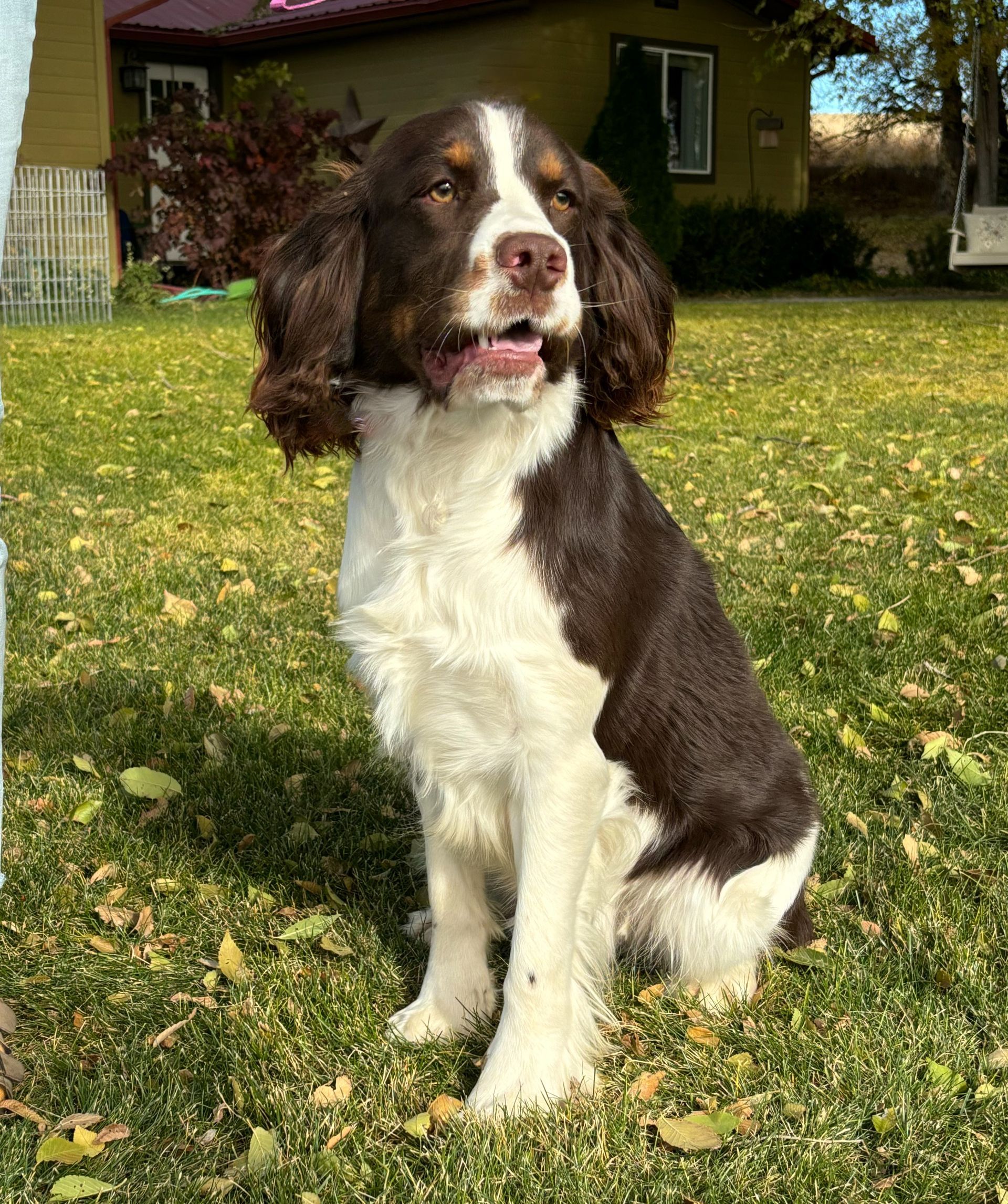 Brown-and-white dog sitting on grass in a sunny yard, with a house in the background