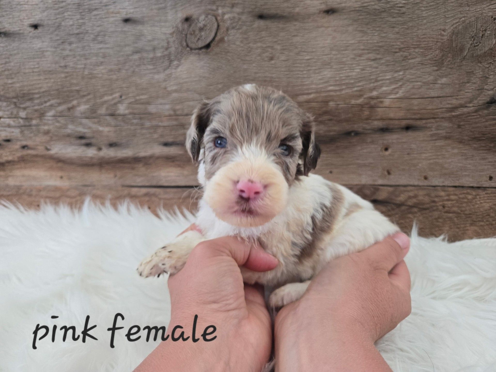 Tiny puppy with white and brown fur held in hands against a wood background, labeled “pink female”