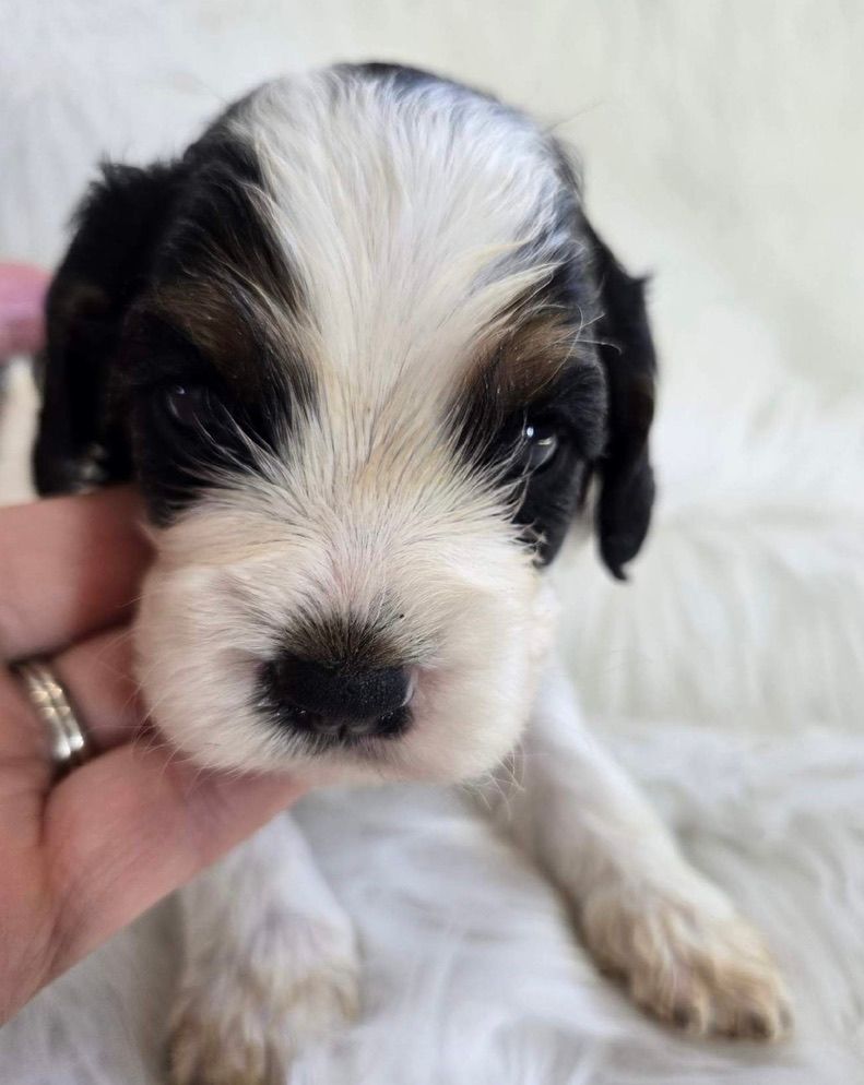 Tiny black-and-white puppy being gently held, with a white blaze on its face
