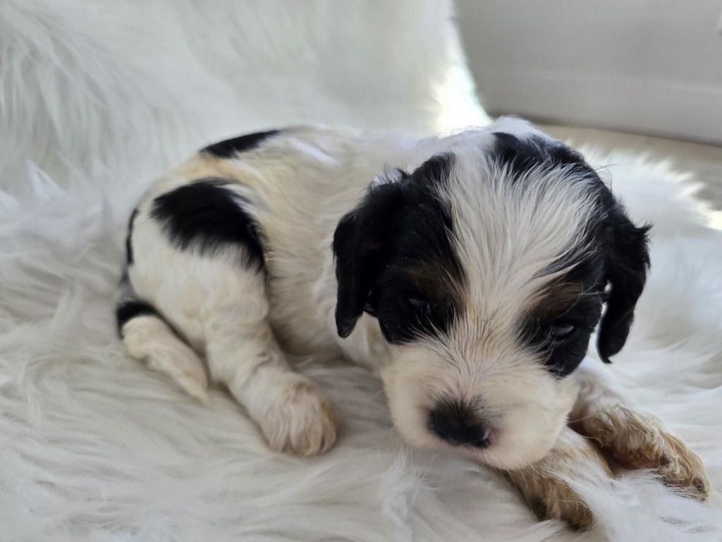 Black-and-white puppy curled up on a white blanket, resting with eyes closed.