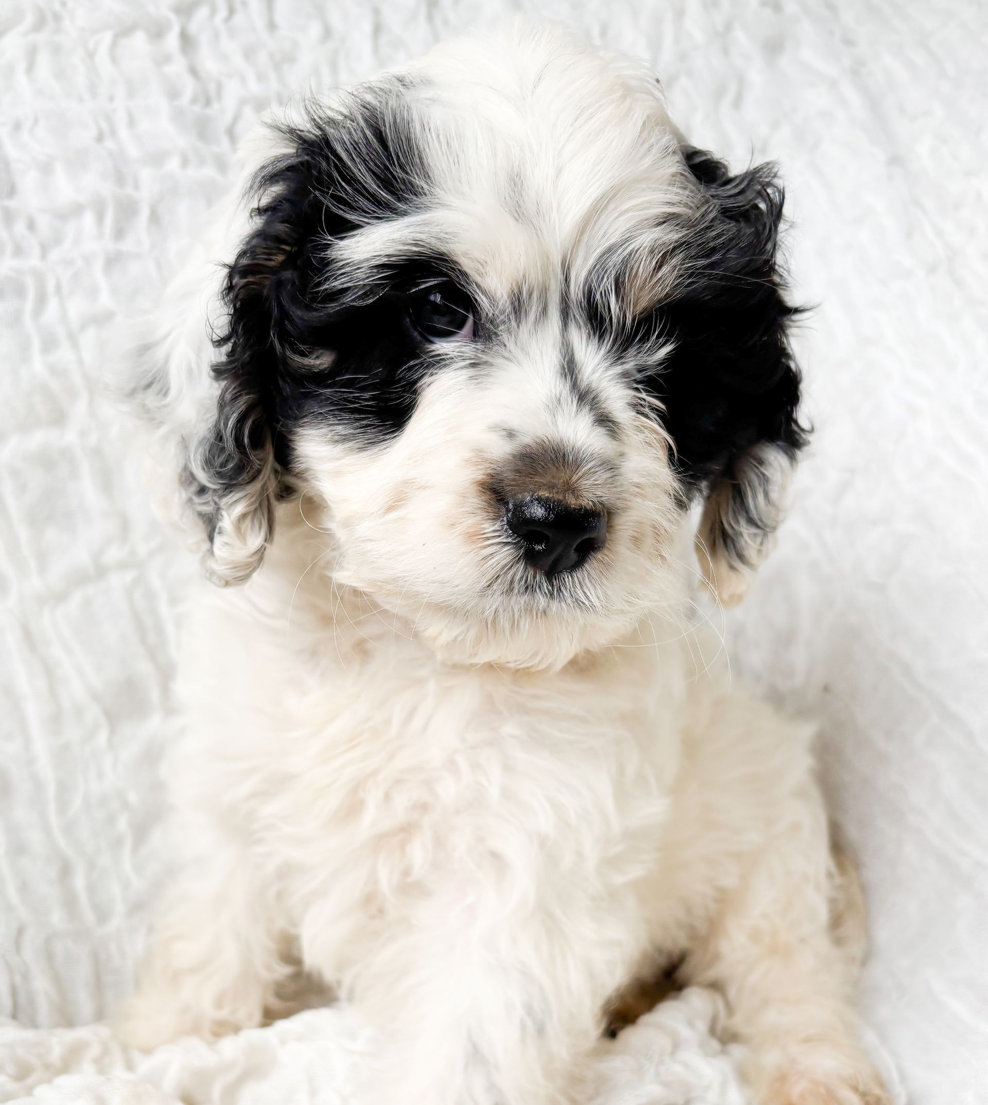 White puppy with black patches sitting against a white background
