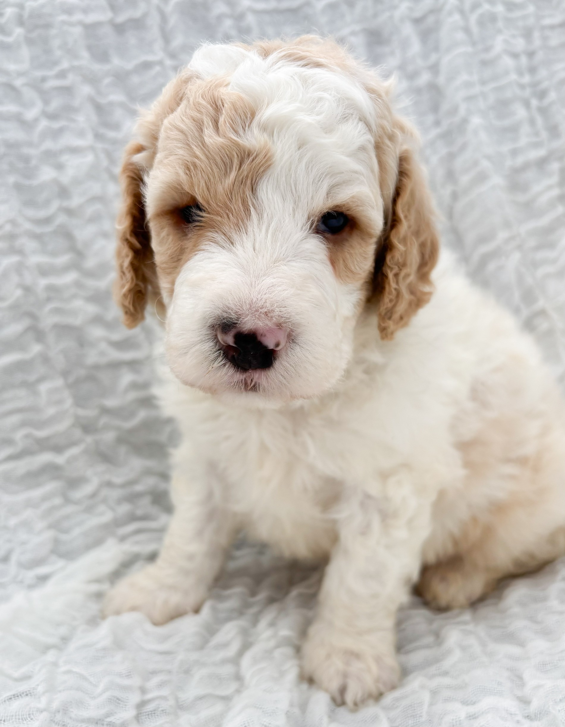 Small white and tan curly puppy sitting on a white textured blanket, looking at the camera.