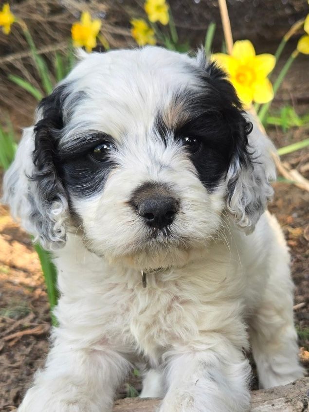 Fluffy black-and-white puppy sitting in grass with yellow flowers behind it