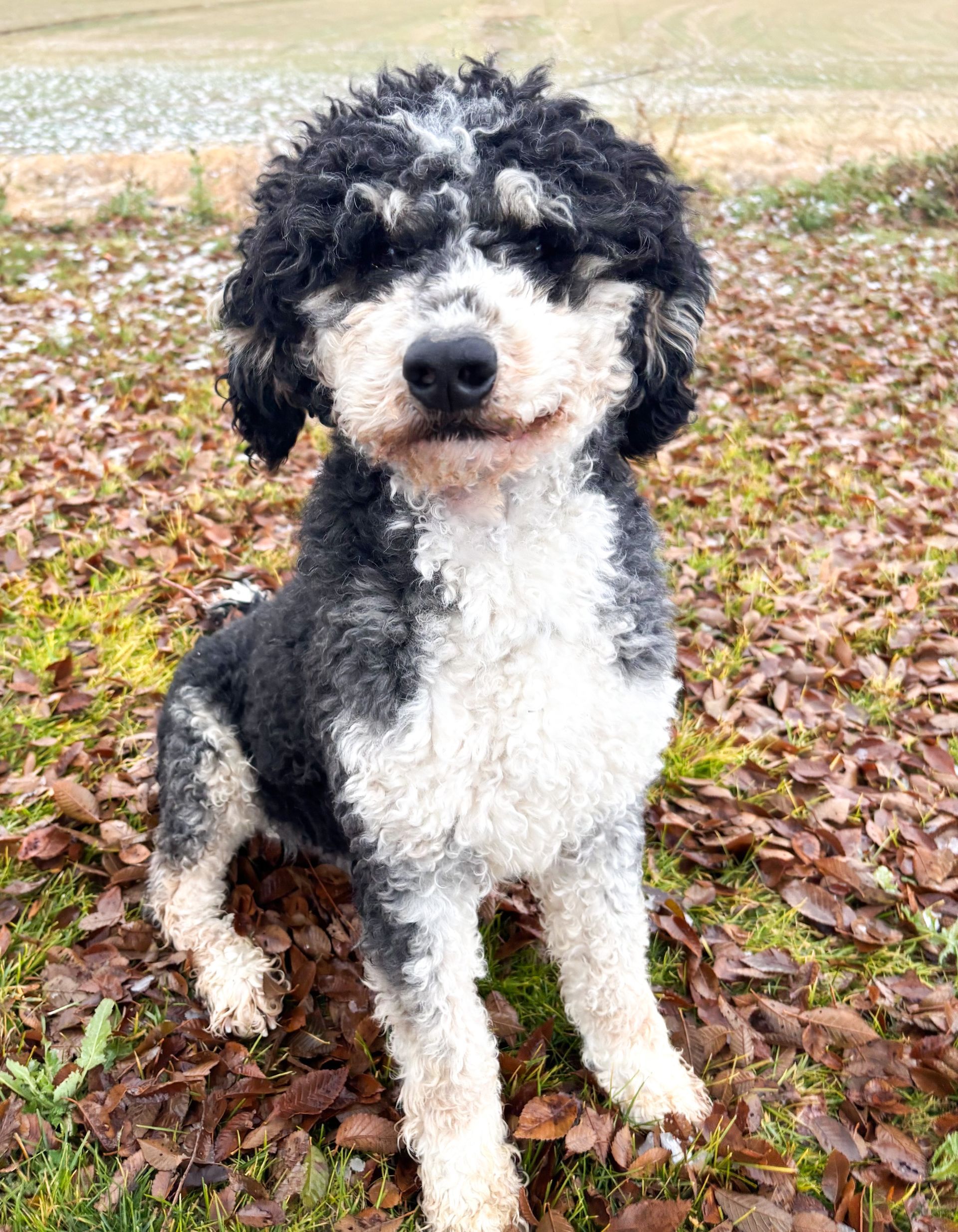 Black-and-white curly dog sitting outdoors on fallen leaves