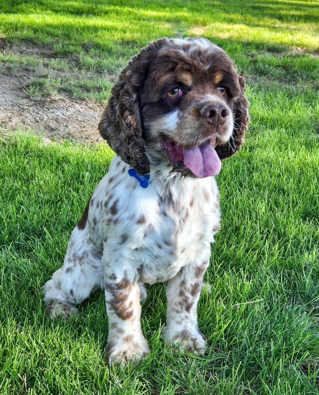 Brown-and-white spotted dog sitting on grass with tongue out in sunlight