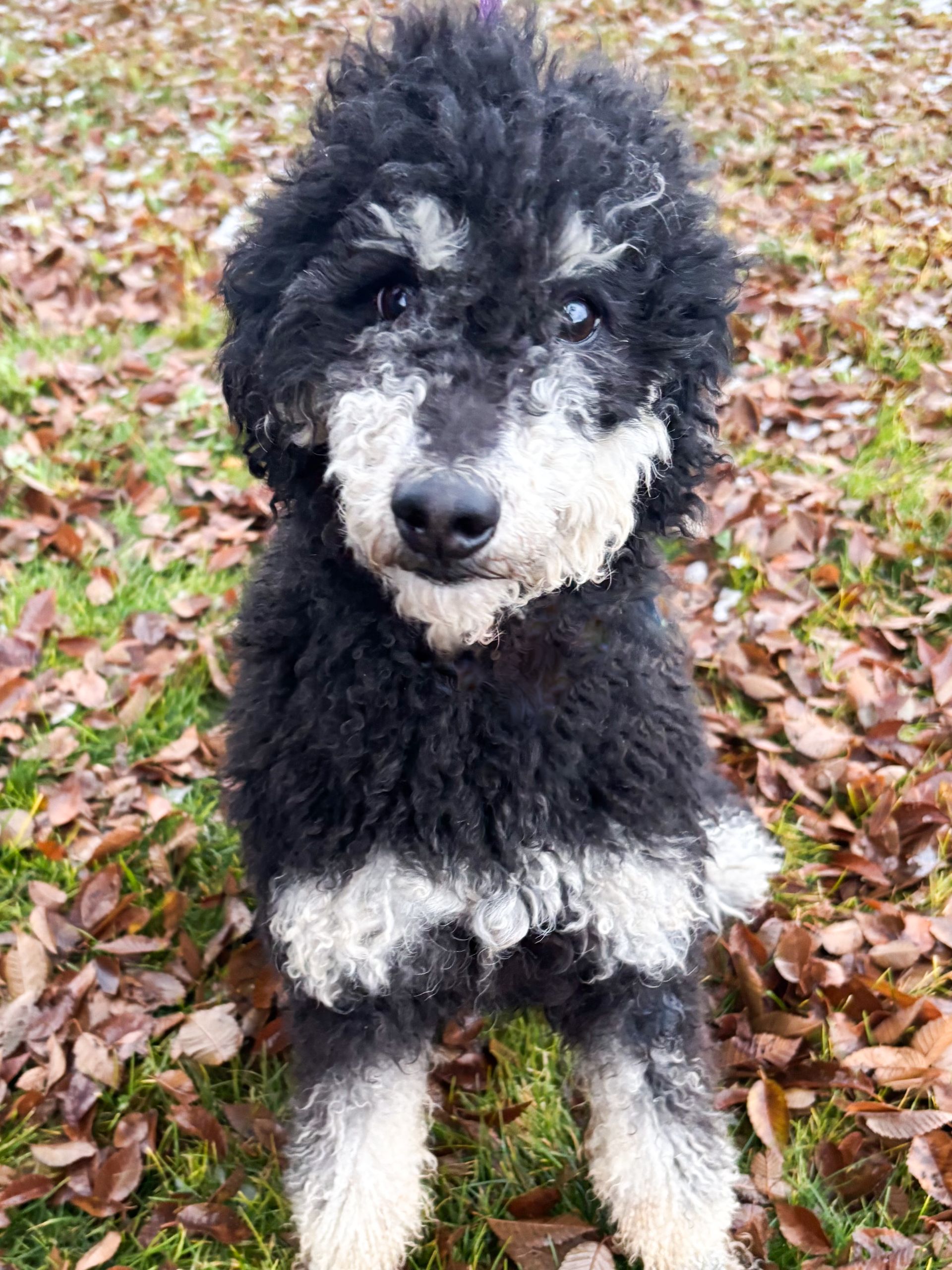 Black-and-white fluffy dog sitting on grass with fallen leaves, looking at the camera