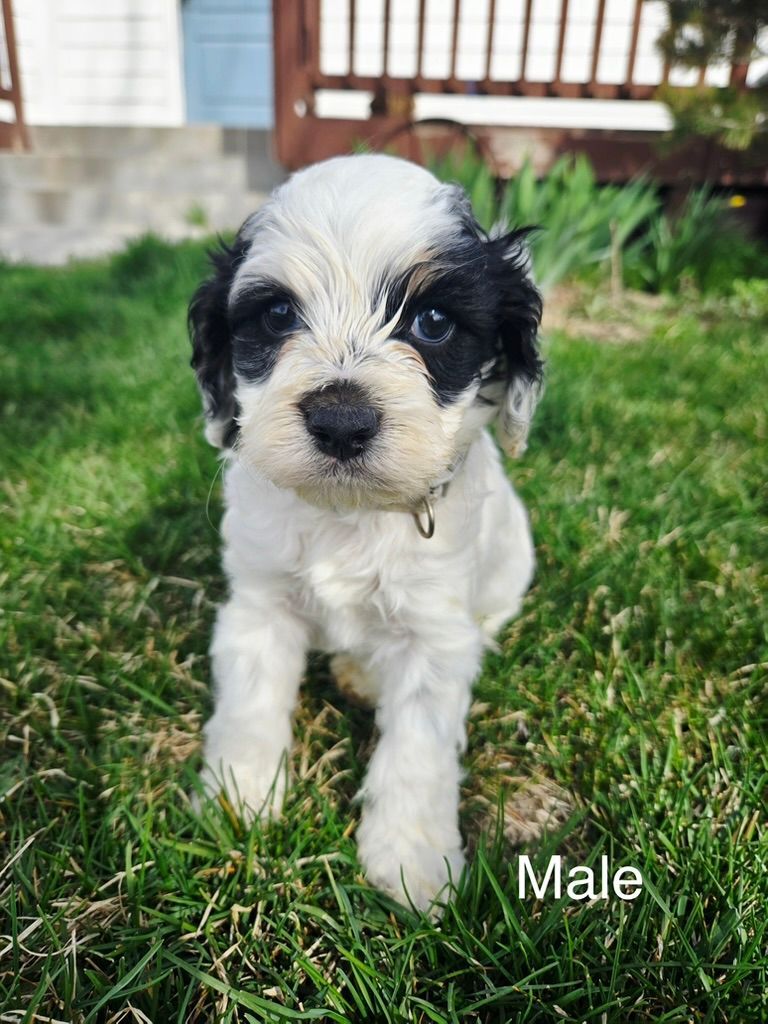 Black-and-white puppy standing on grass outdoors, with a wooden fence in the background.