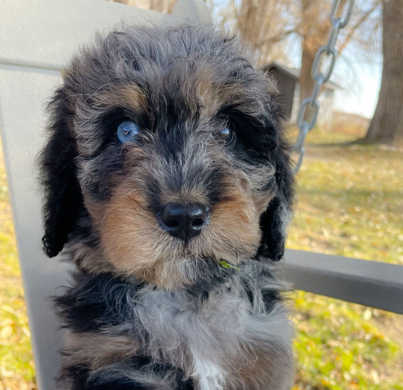 Close-up of a fluffy black and tan puppy outdoors, looking at the camera.