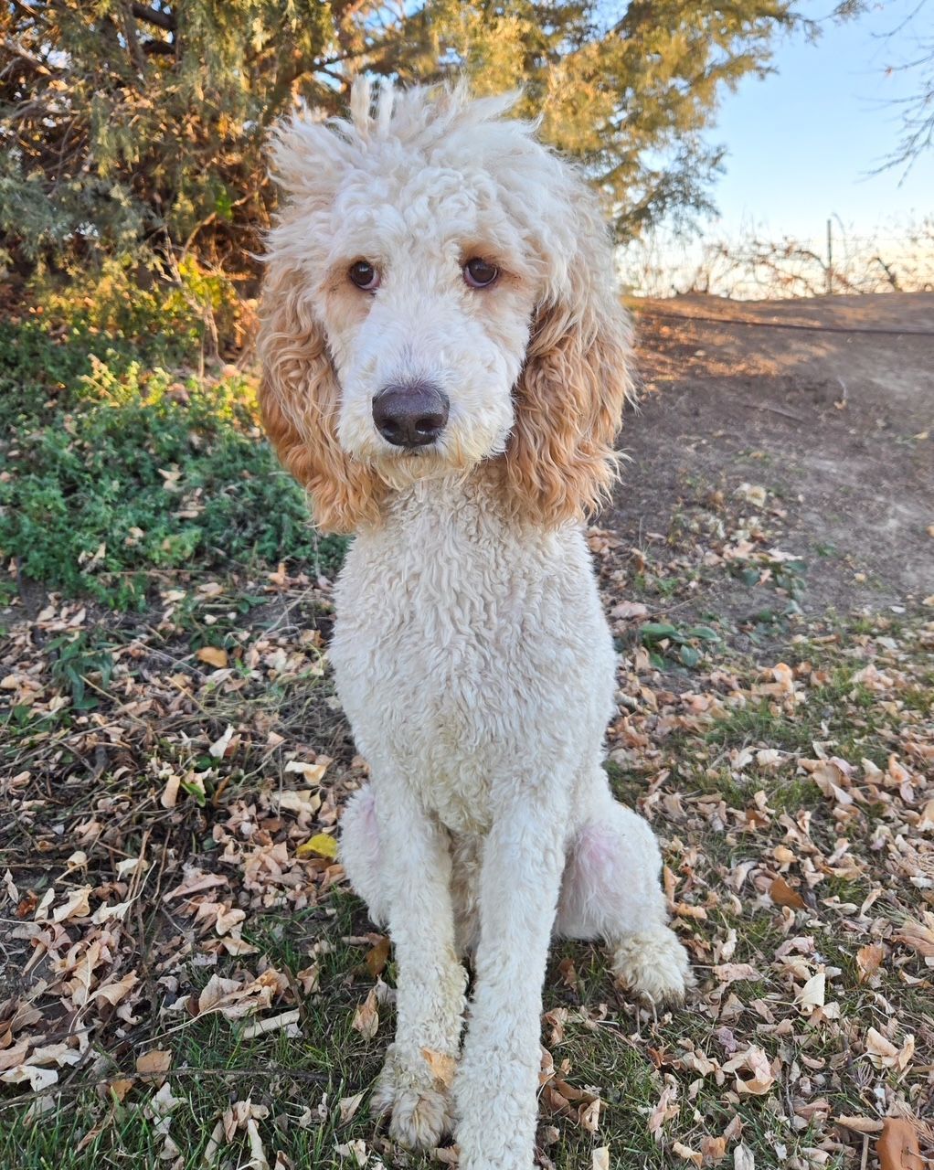 Cream-colored curly dog sitting on green grass with tongue out
