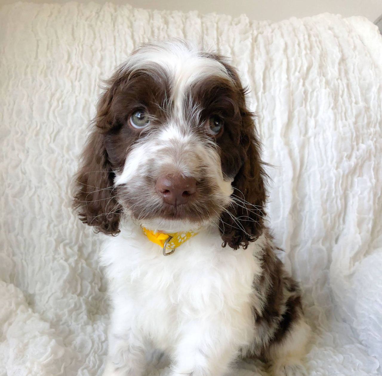 Brown and white puppy with floppy ears and yellow collar sitting on a white blanket
