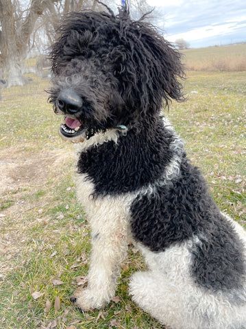 Black-and-white curly dog sitting outdoors in a grassy field, mouth open and looking left.