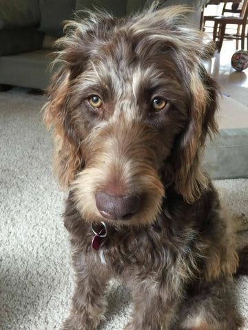 Brown and tan shaggy dog with a curious expression sitting on a carpet indoors