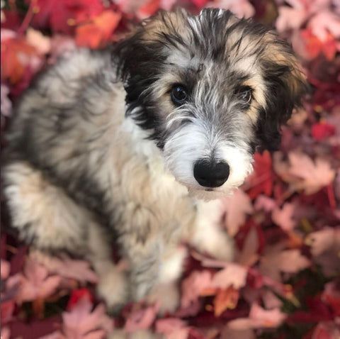 Fluffy black-and-white puppy sitting among pink autumn leaves and looking at the camera