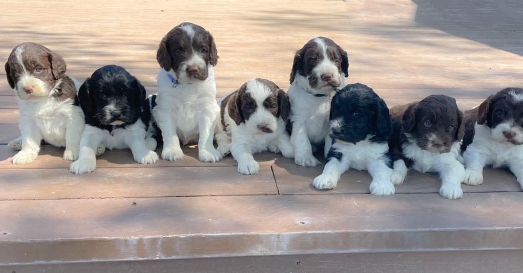 Six fluffy black, white, and tan puppies sitting in a row on steps outdoors
