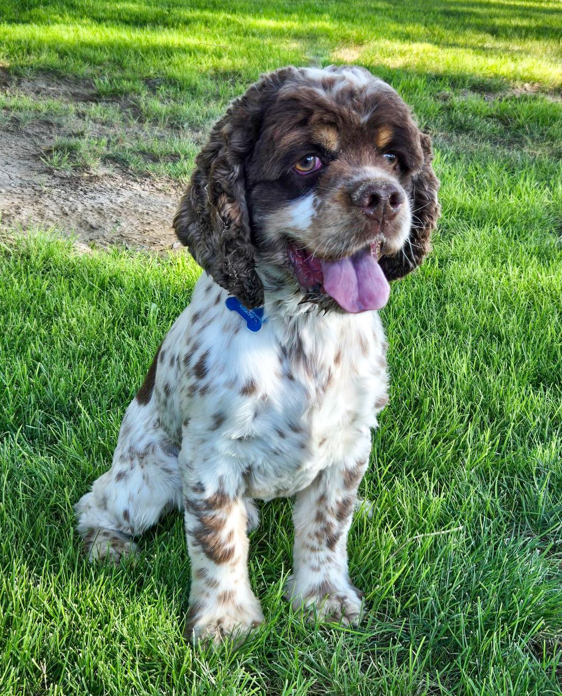 Brown-and-white dog sitting on grass with tongue out, wearing a blue collar.