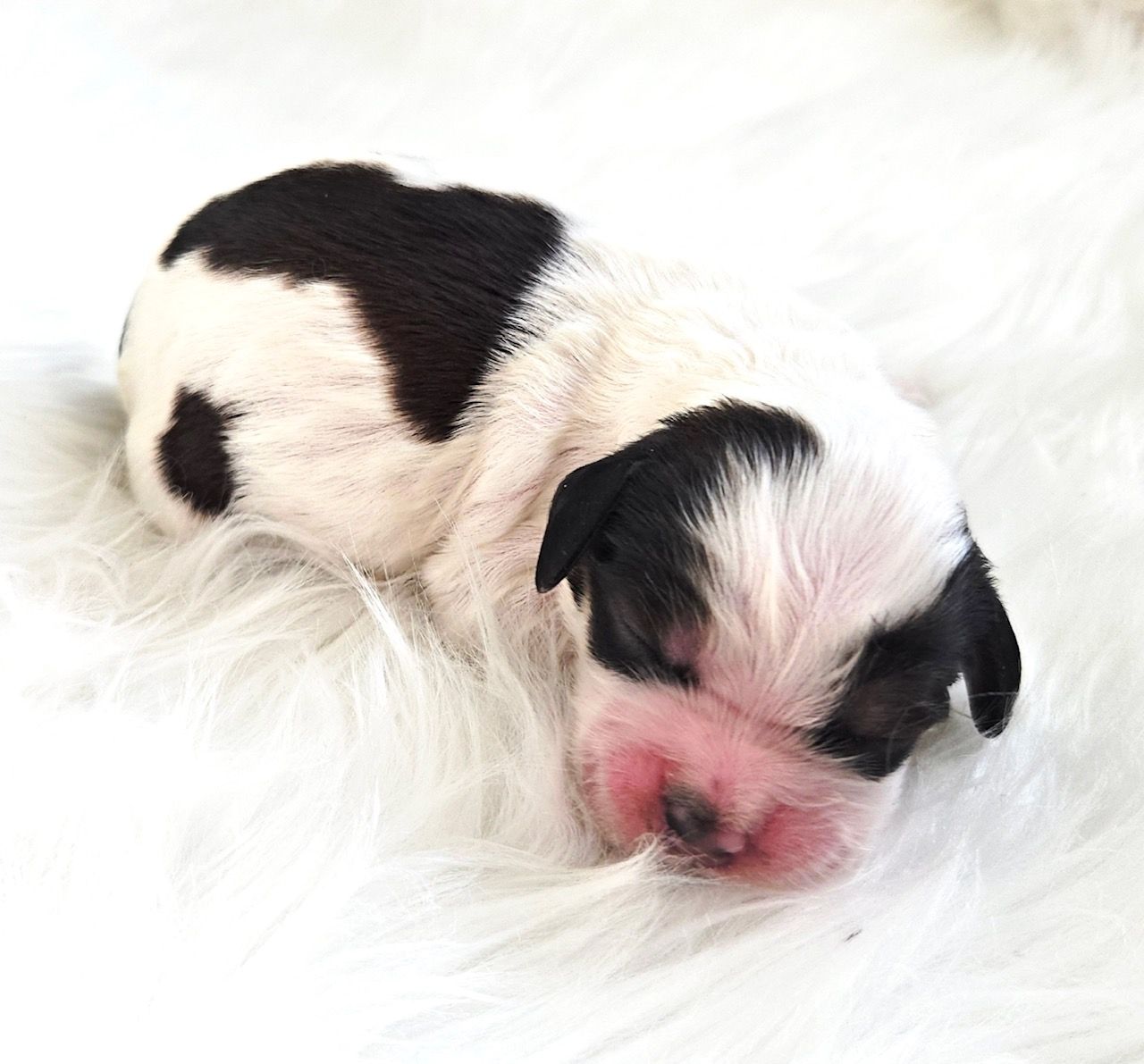 Two newborn black-and-white puppies sleeping on a white fluffy blanket