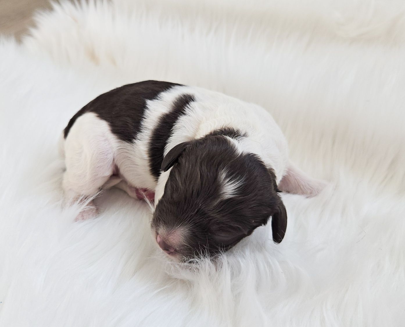 Small black-and-white newborn puppy sleeping on a fluffy white blanket