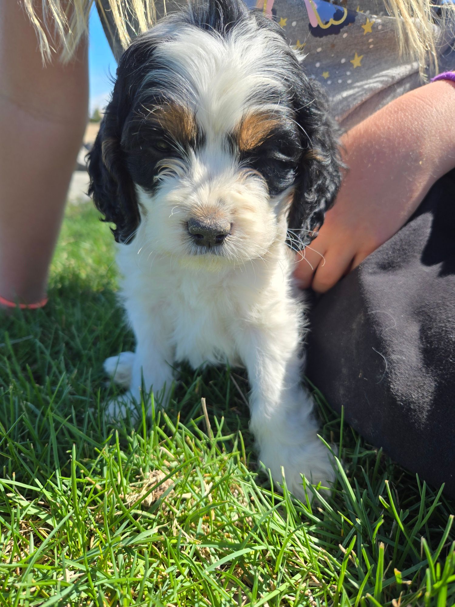 Small black, white, and tan puppy sitting on grass beside a person outdoors