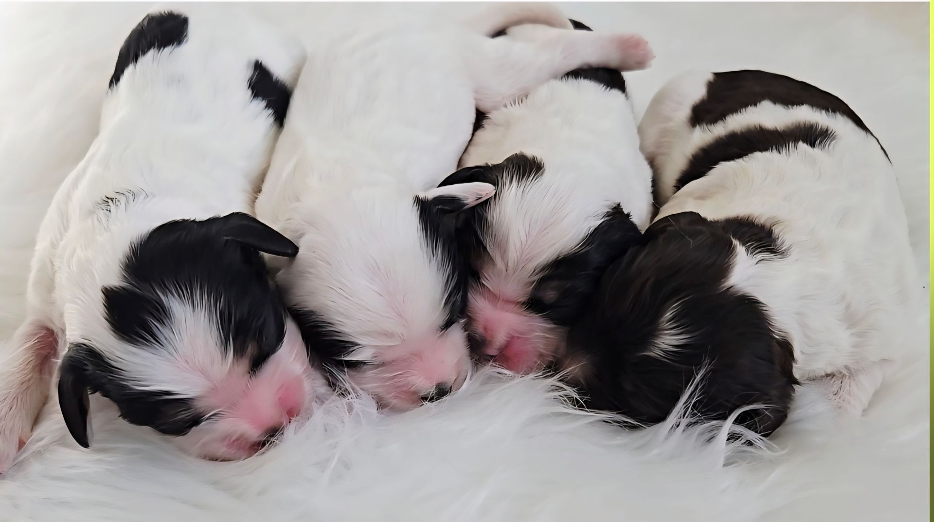 Three sleeping black-and-white newborn puppies curled together on a white fluffy blanket