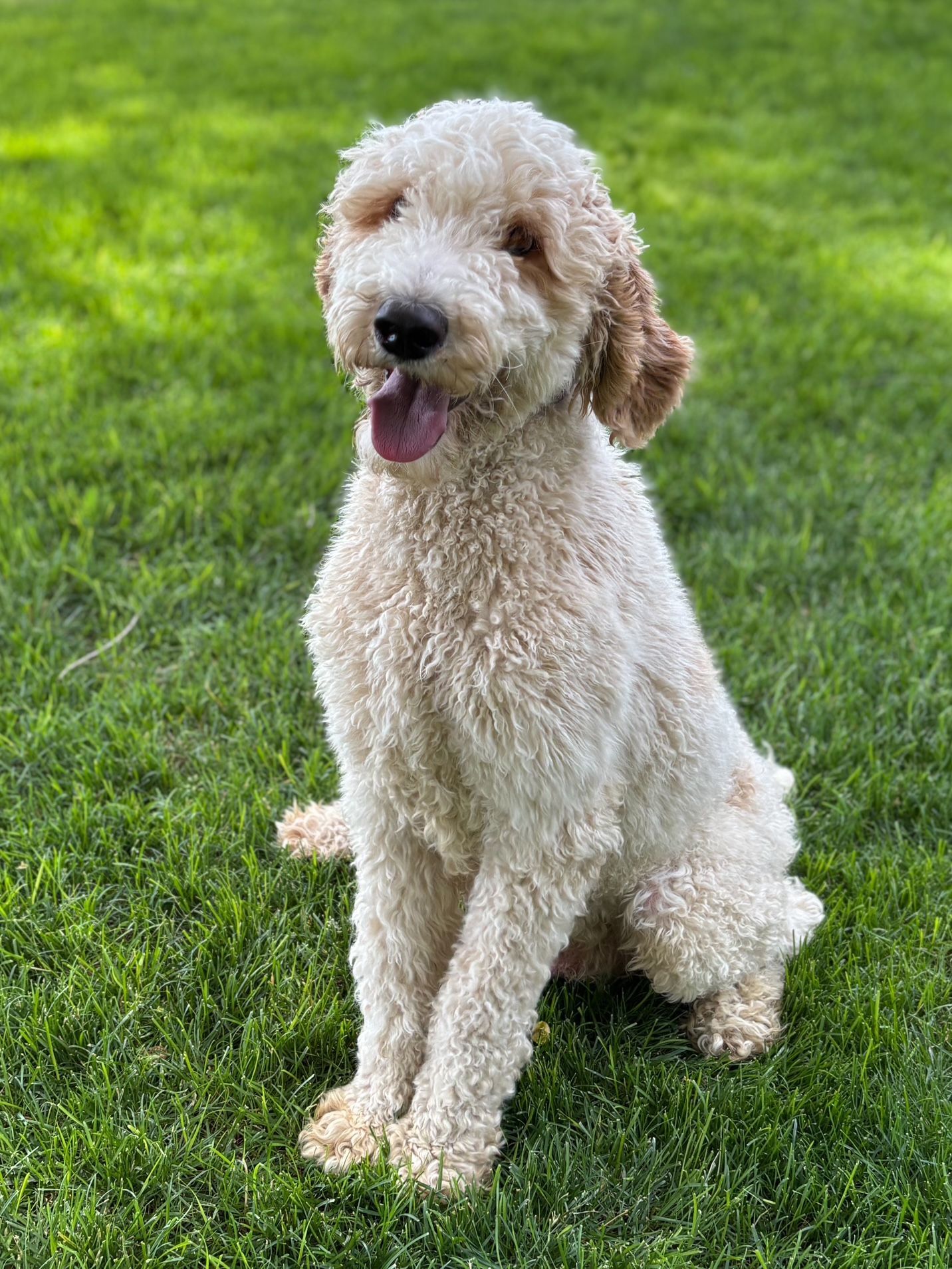 Curly white dog sitting on green grass with tongue out