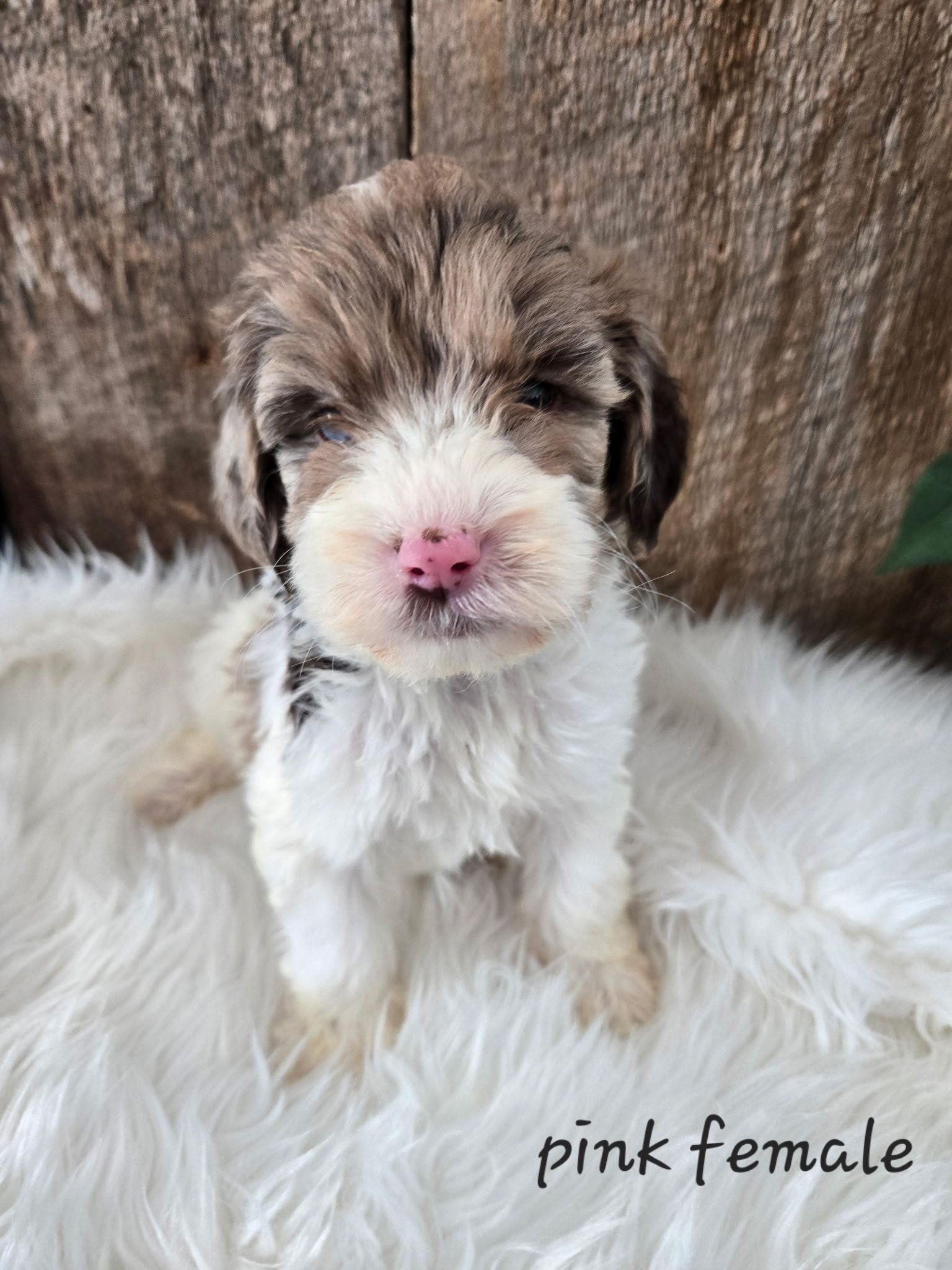 Small brown-and-white puppy with pink nose, sitting on a fluffy white blanket