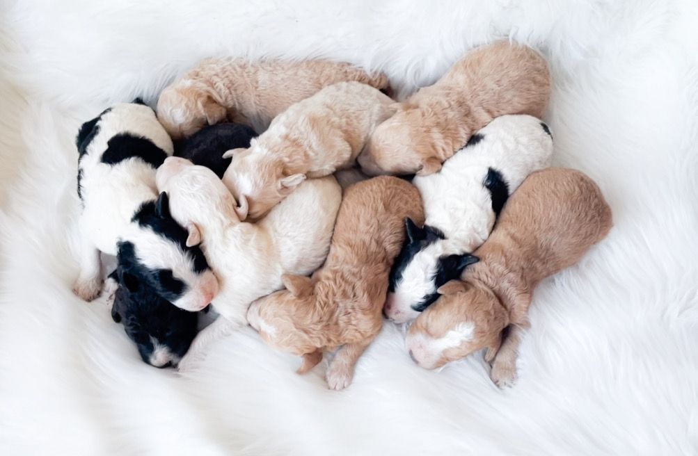 Four sleeping newborn puppies, black, white, and tan, curled together on a fluffy white blanket