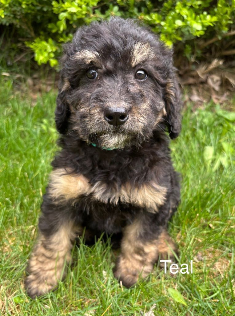 Black-and-tan fluffy puppy sitting on grass in front of green bushes