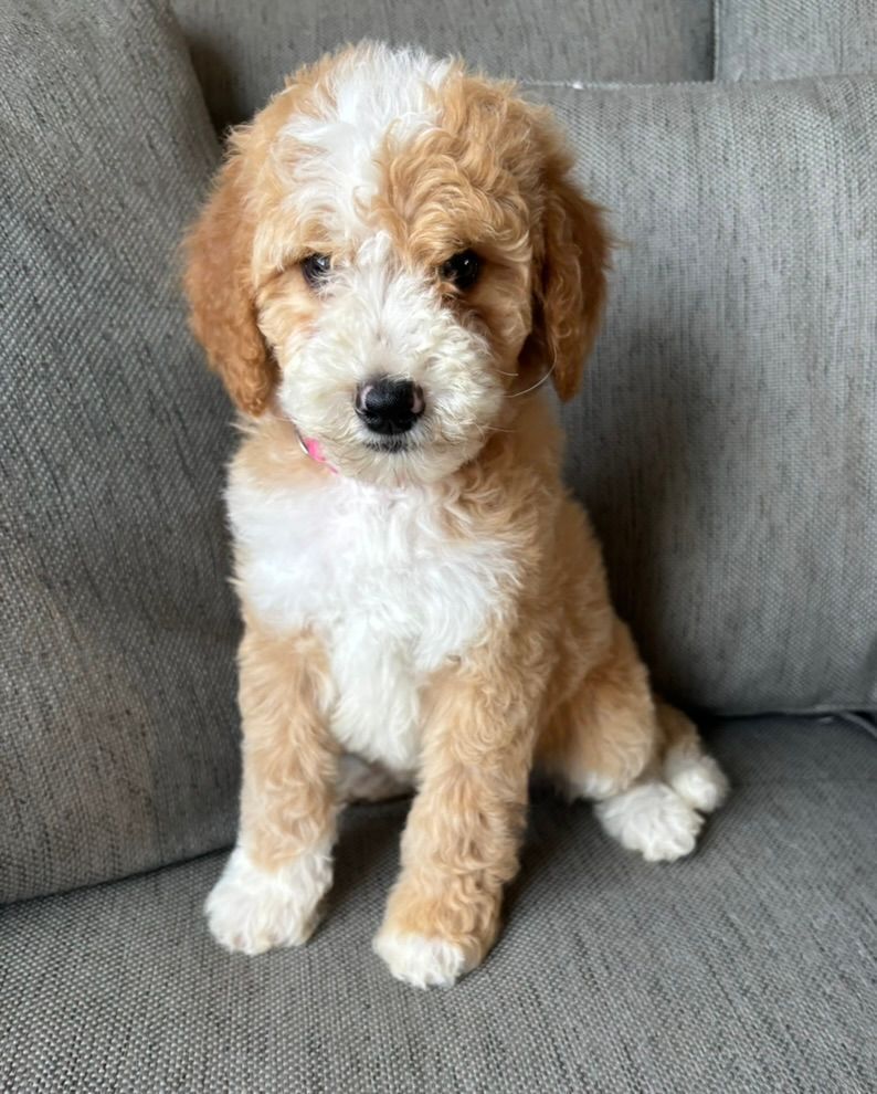 Small tan-and-white fluffy puppy sitting on a gray couch, wearing a pink collar.