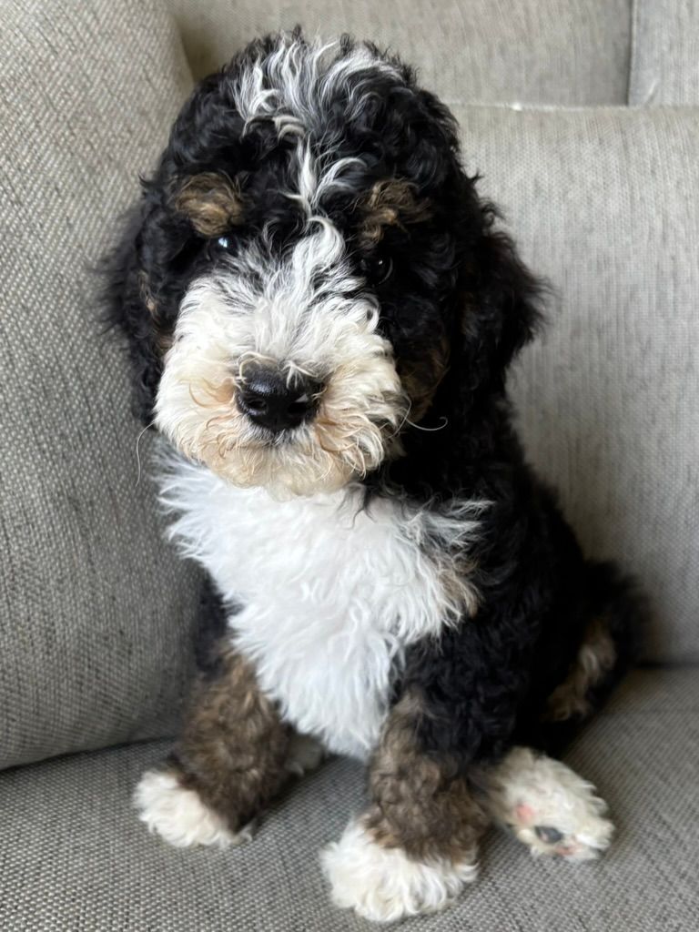Black-and-white curly puppy sitting on a gray couch, looking at the camera