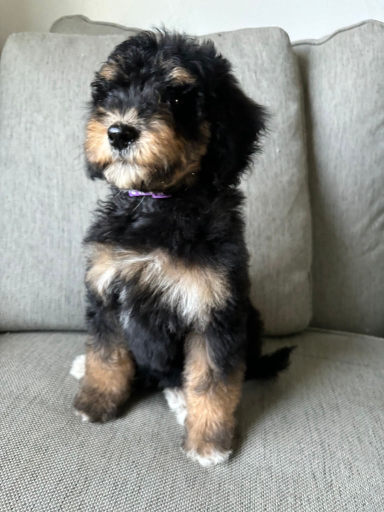 Small black and tan puppy sitting on a gray couch, wearing a purple collar.
