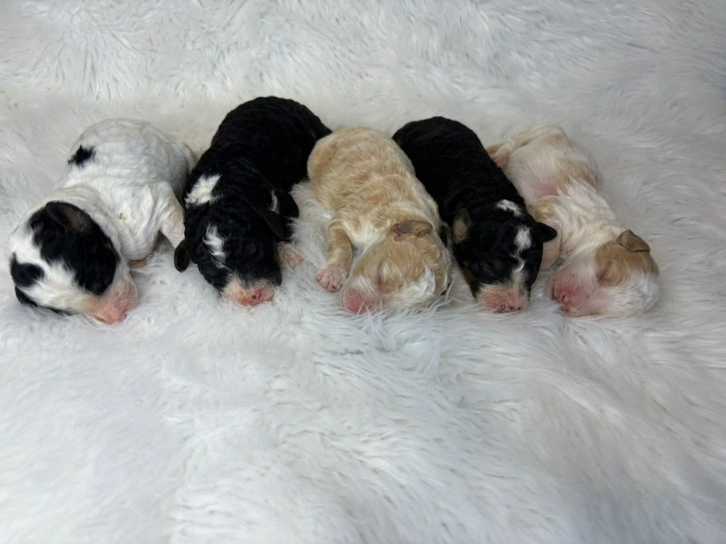 Five tiny sleeping puppies lined up on a fluffy white blanket, in white, black, and cream coats