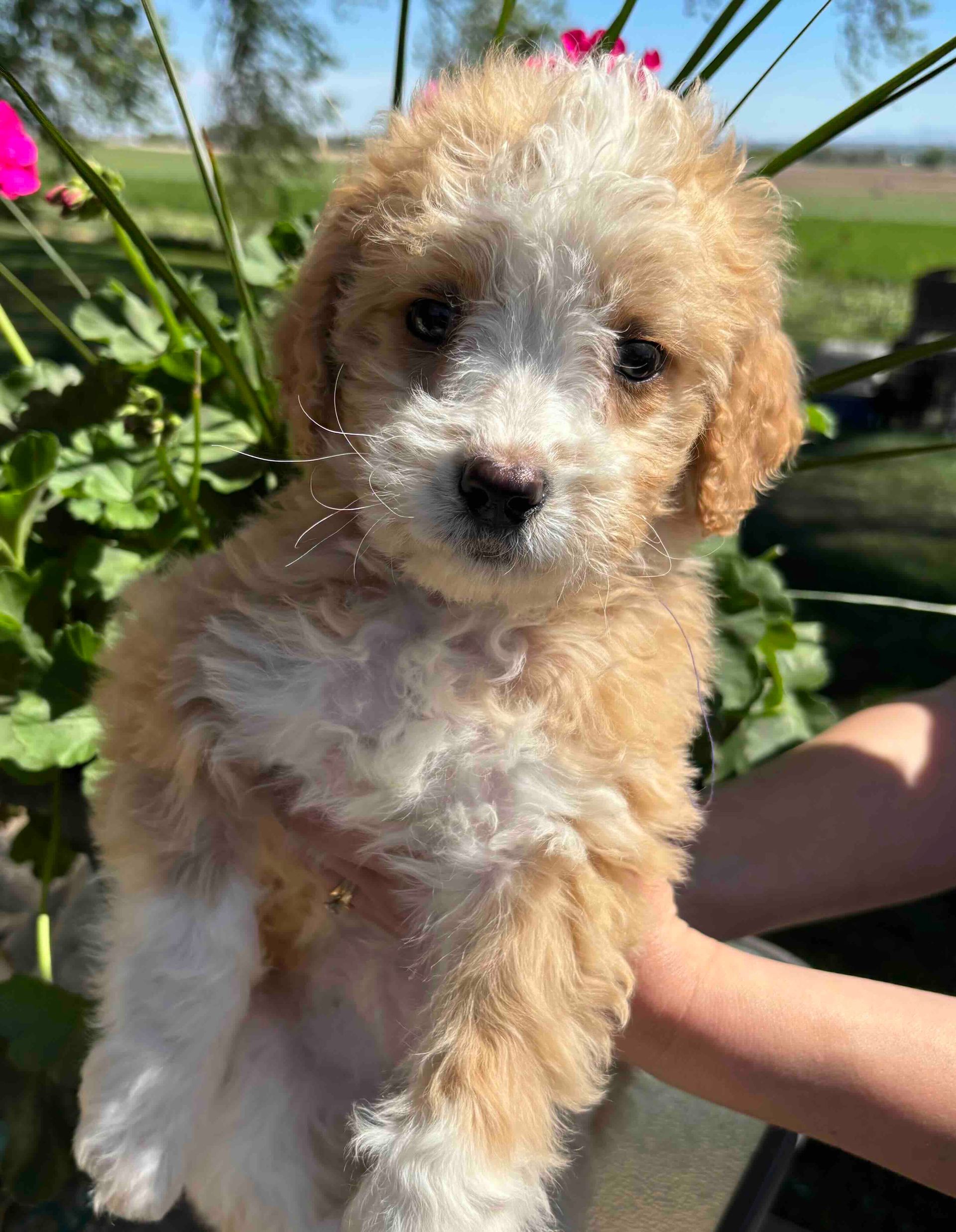 Small fluffy tan-and-white puppy being held outdoors near pink flowers.