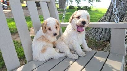 Two fluffy white puppies sitting on a wooden porch swing, one panting, with a yard in the background