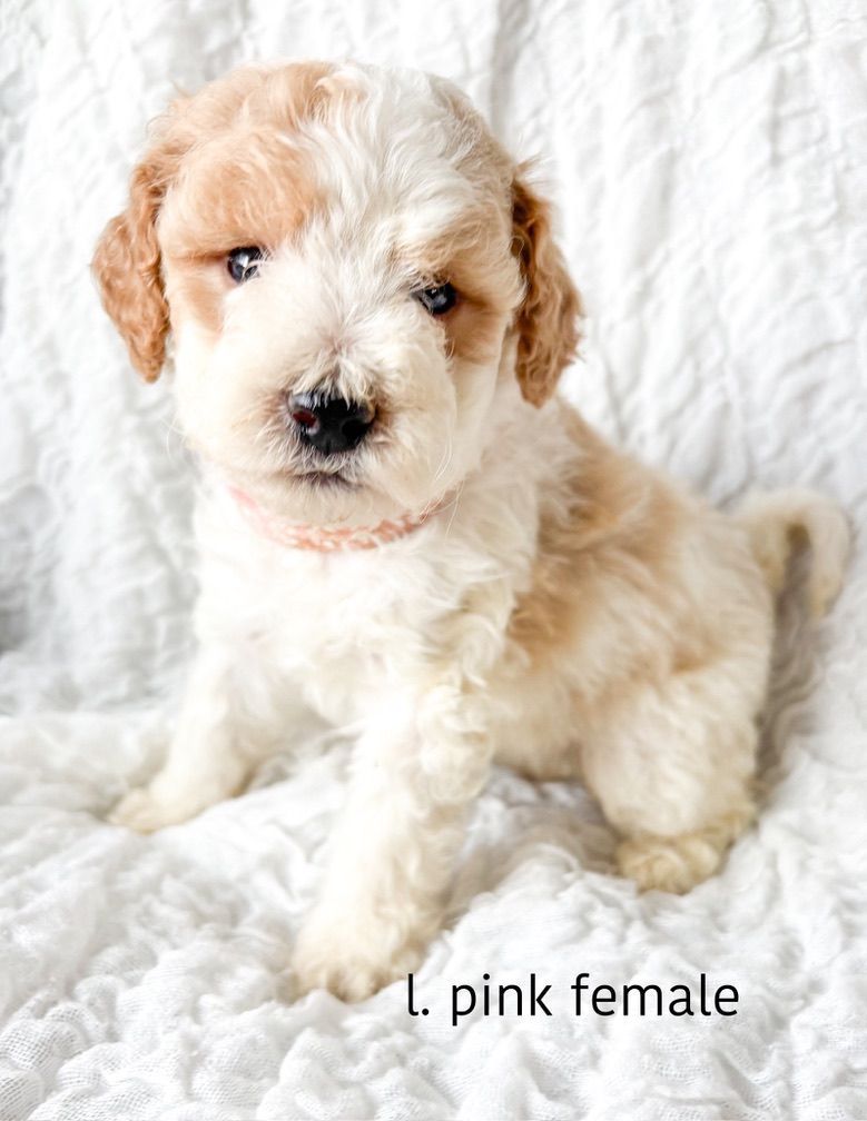 Small cream-and-tan puppy sitting on a white blanket, with a pink collar tag labeled “pink female”