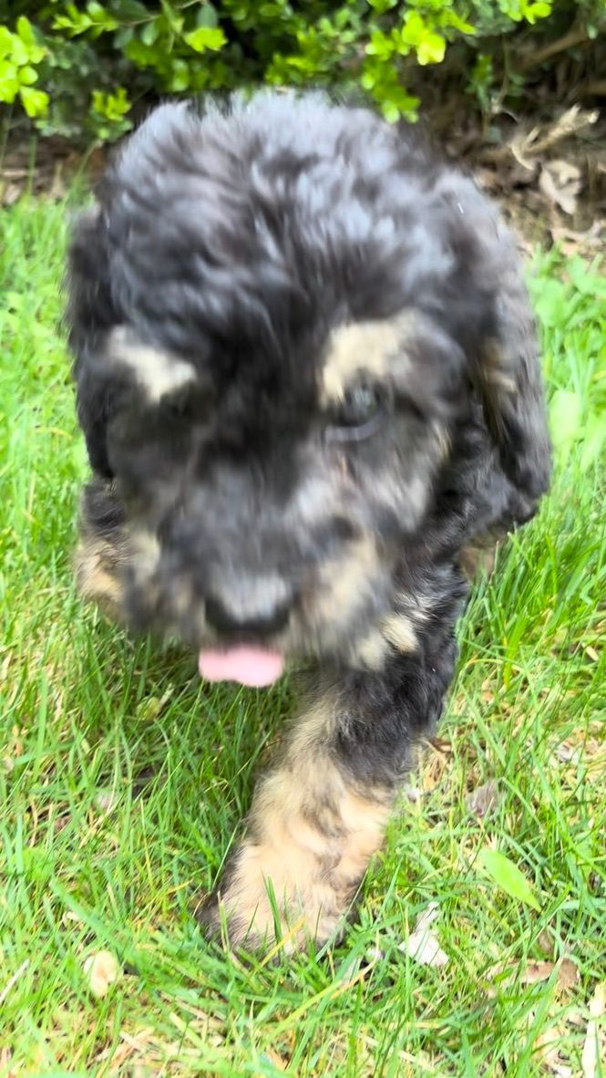 Small black-and-tan puppy walking on grass with its tongue out