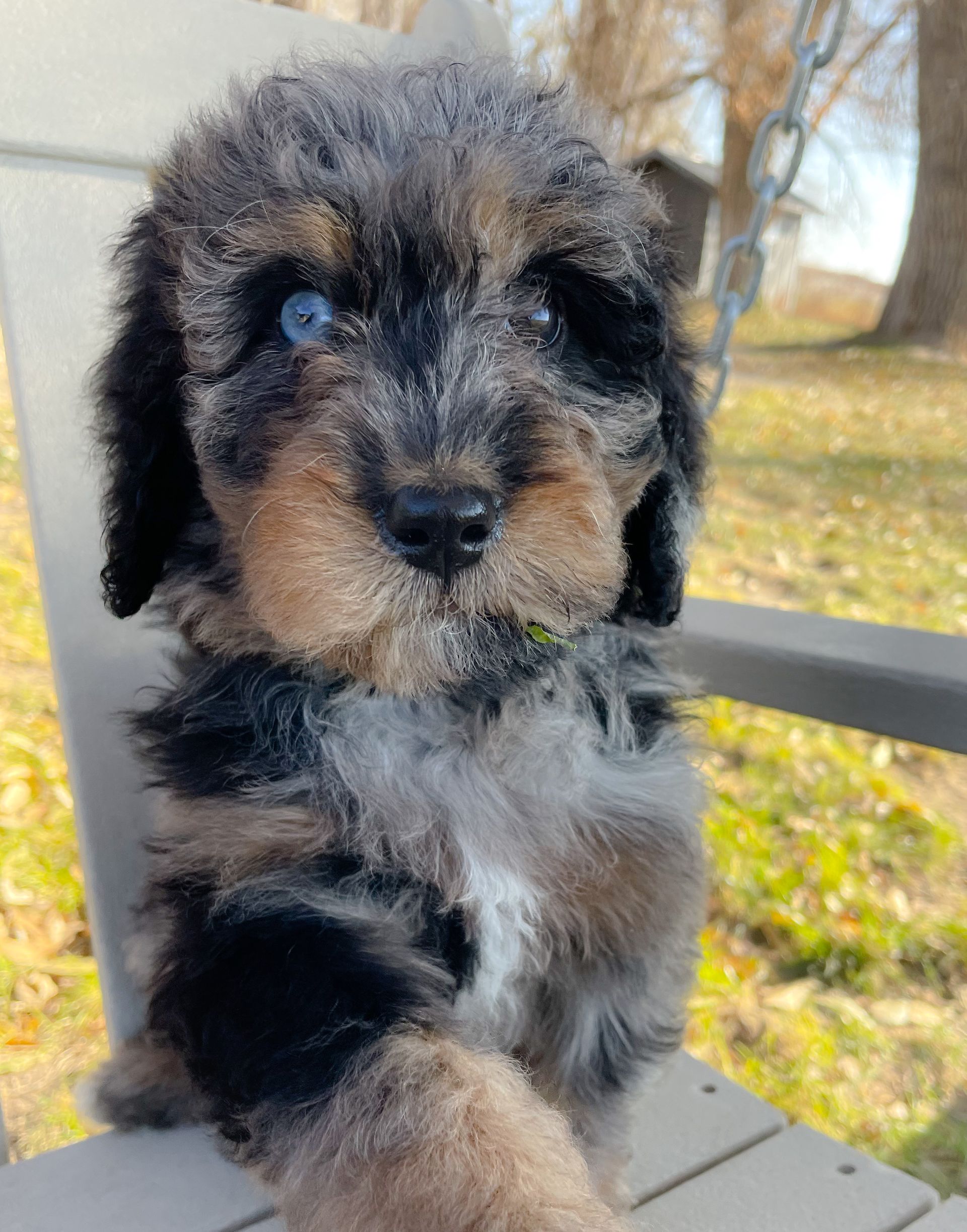 Fluffy black and tan puppy sitting on a porch, looking at the camera.