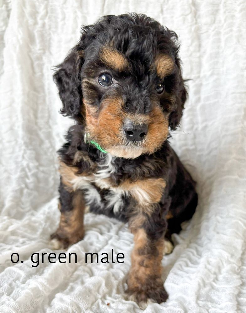 Black and tan puppy with green collar sitting on white blanket