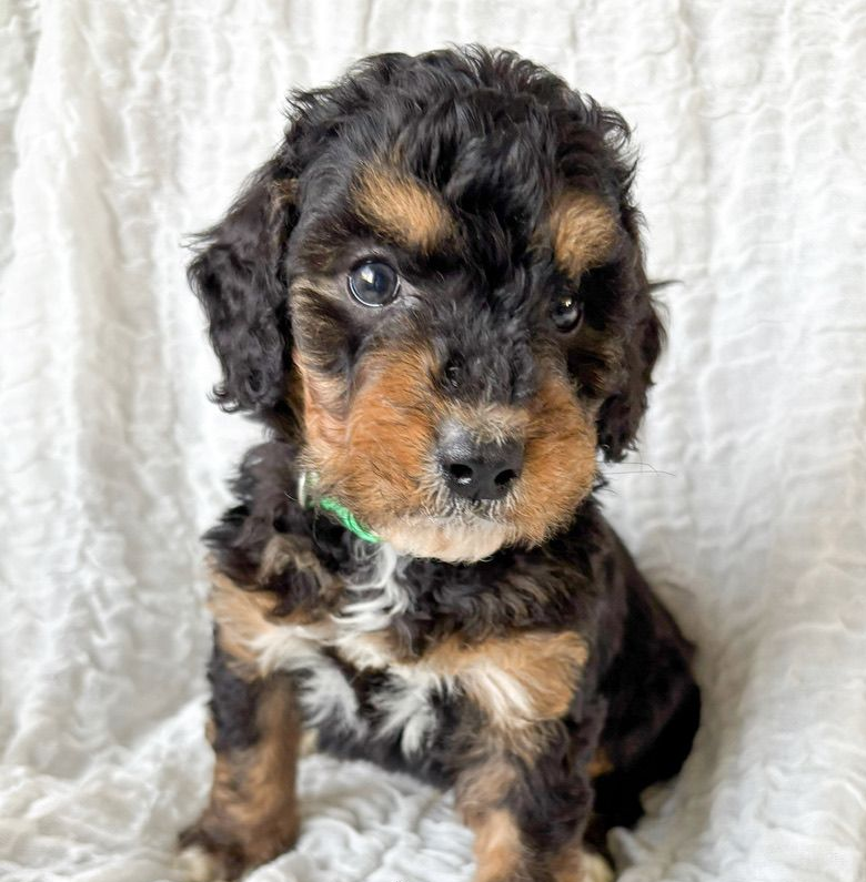 Black and tan puppy with a green collar sitting on a white blanket