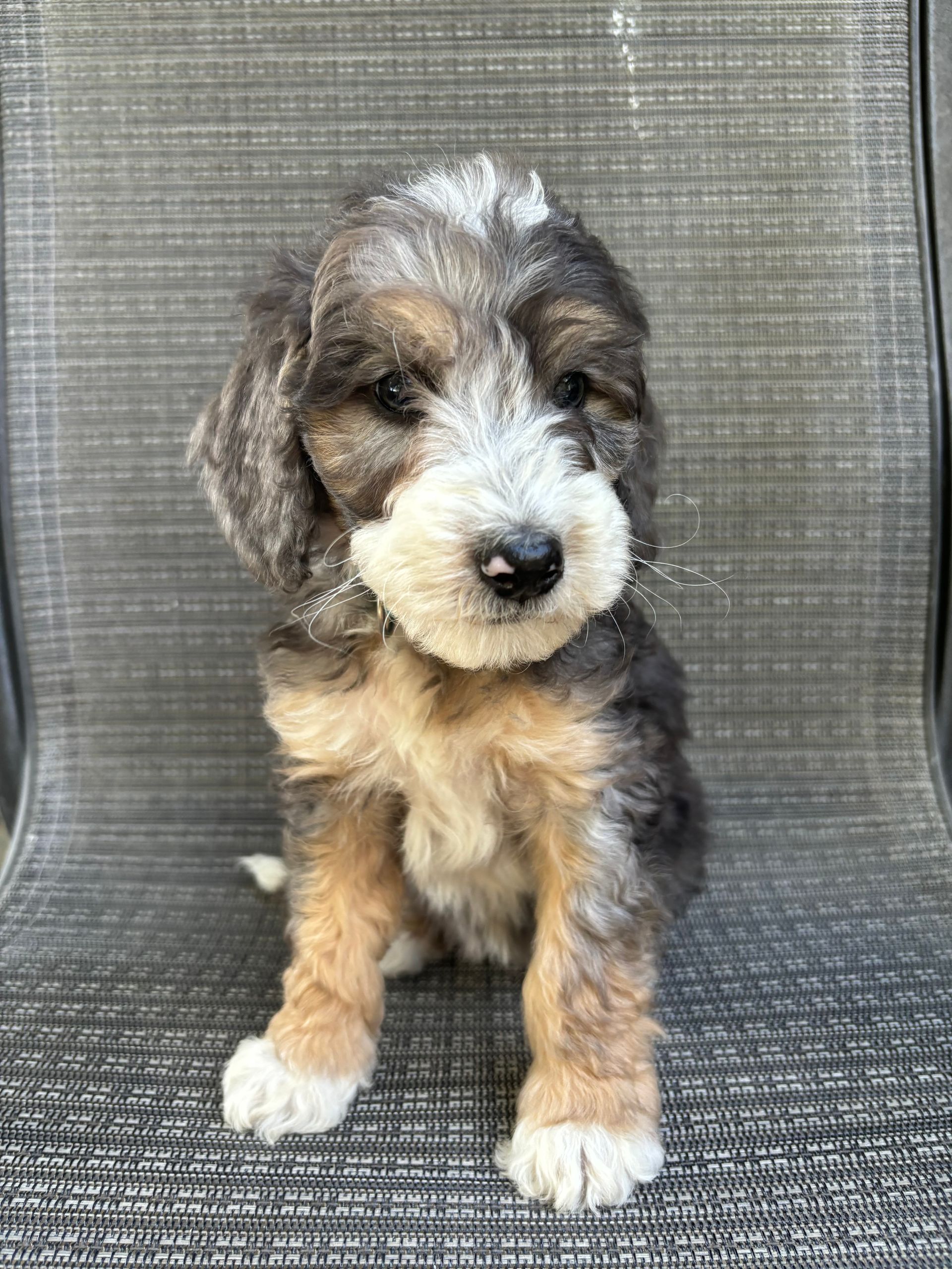 Small fluffy gray, white, and tan puppy sitting on a woven chair, looking at the camera.